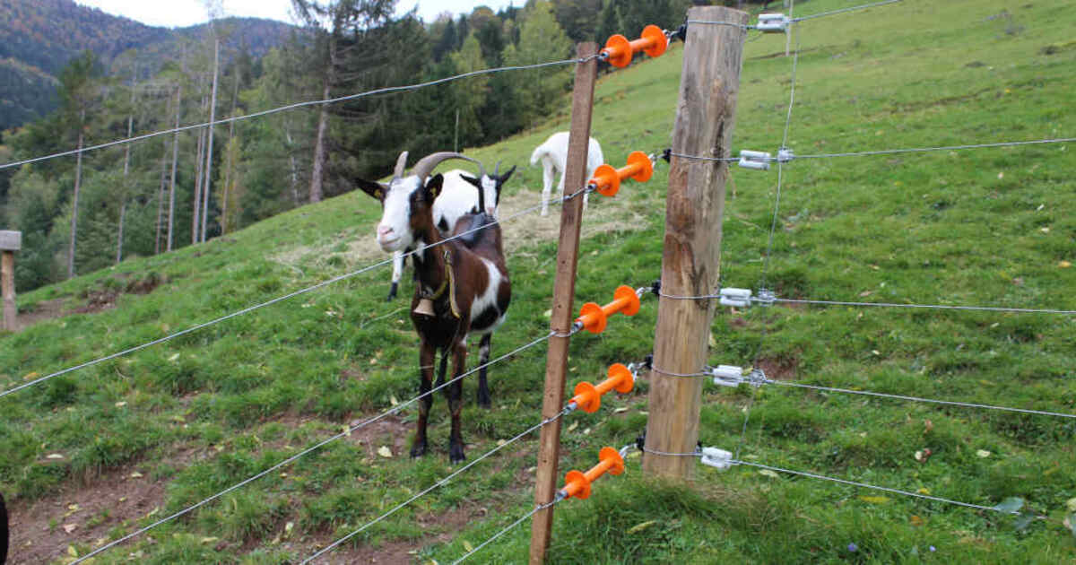 Tote Ziege in Münstertal Analyse zeigt Es war kein Wolf baden.fm