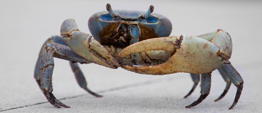 Krabbe, Messer, Gangster Crab, &copy; Wikimedia/Alex Barabas