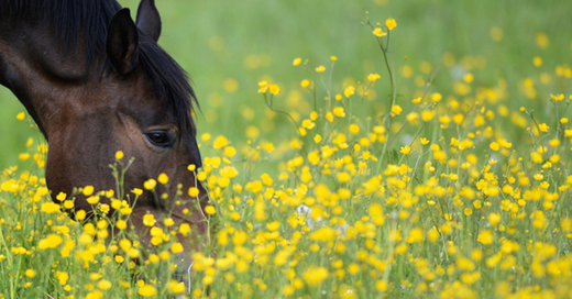 Pferd, Weide, Wiese, © Felix Kästle - dpa