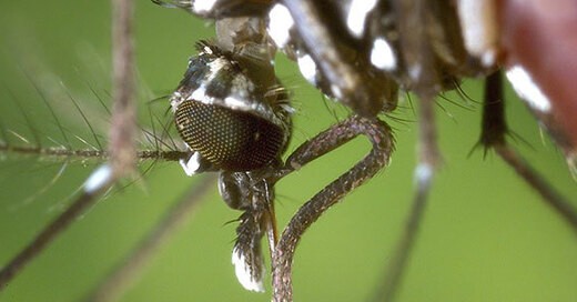Tigermücke, KABS, Stechmücke, Artur Jöst, Insektenabwehr, © Pixabay