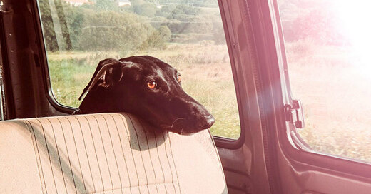 Hund, Auto, hitze, rechtslage, tirschutz, © pixabay