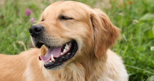 Hund, Tier, Golden Retriever, © Pixabay