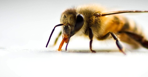 Insekt, Biene, Honig, Imker, © Pixabay