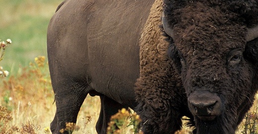 Bison, Wildtier, Rind, © Pixabay