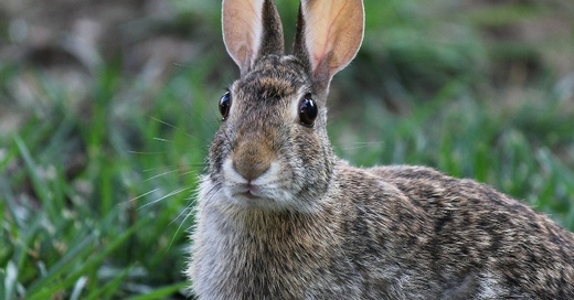 Kaninchen, Hase, © Pixabay