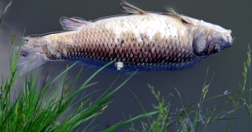 Fisch, tot, Fischsterben, © Pixabay