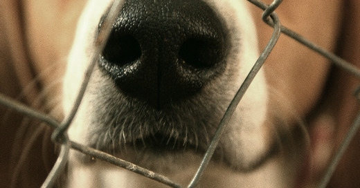 Hund, Gitter, © Pixabay