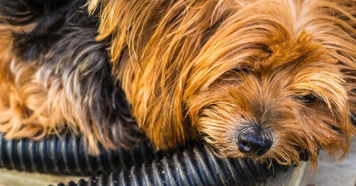 Yorlshire Terrier, Hund, © Pixabay