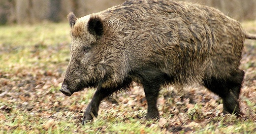 Wildschwein, Sau, Eber, © Pixabay