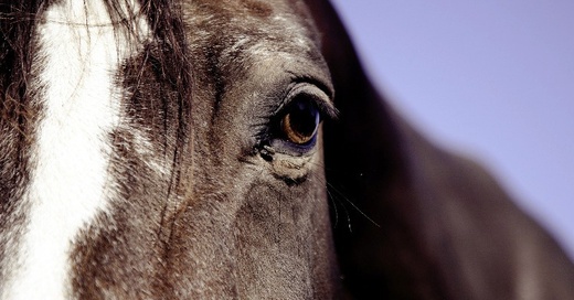Pferd, Tier, © Pixabay