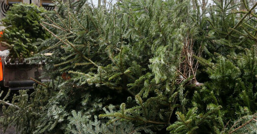 Weihnachtsbaum, Tannenbaum, Müllabfuhr, © dpa