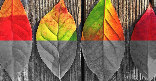Farbenblind, Sehstörung, rot grün schwäche, © Pixabay
