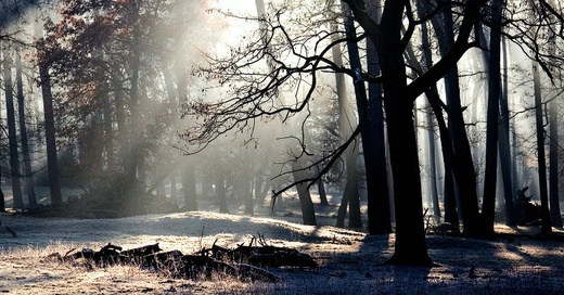 Winter, Wald, Bäume, Natur, © Pixabay