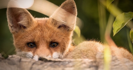 Fuchs, Füchse, Wild, Tier, © Pixabay
