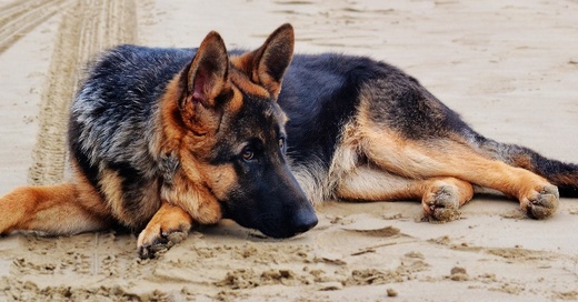 Schäferhund, Hund, Tier, © Pixabay (Symbolbild)