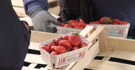 Obst, Münstermarkt, Erdbeeren, © baden.fm