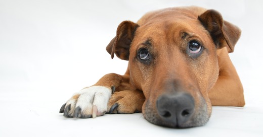 Hund, Tier, © Pixabay (Symbolbild)