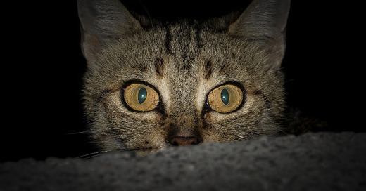 Katze, Kater, Katzenaugen, © Pixabay (Symbolbild)