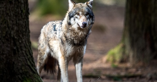 Wolf, © Alexander Heindl - dpa