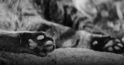 Katze, Pfote, Fell, © Pixabay (Symbolbild)