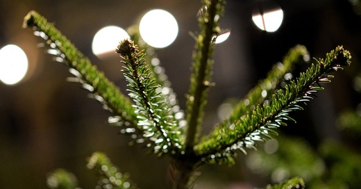 Weihnachten, Tanne, Weihnachtsbaum, © Patrick Seeger - dpa (Symbolbild)