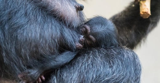 Schimpansen, Nachwuchs, Zoo, Basel, Zolli, © Zoo Basel