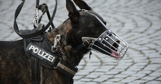 Hund, Diensthund, Polizeihund, © Pixabay (Symbolbild)