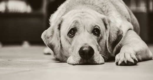 Hund, Labrador, traurig, © Pixabay (Symbolbild)