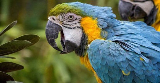 Papagei, Ara, Vogel, © Pixabay (Symbolbild)