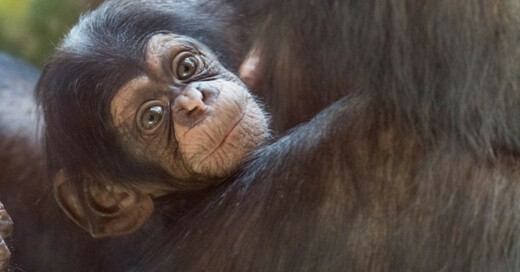 Schimpanse, Affen, Basel, Zoo, Zolli, Nachwuchs, © Zoo Basel