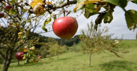 Streuobstwiese, Apfel, Obst, Äpfel, © Patrick Seeger - dpa (Symbolbild)