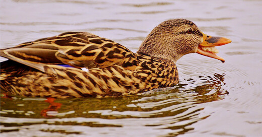 Ente, Tiere, Futter, Wasser, © Pixabay (Symbolbild)