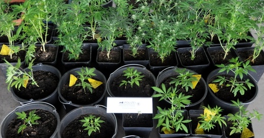 Hanf, Marihuana, Cannabis, © Polizeipräsidium Offenburg (Symbolbild)