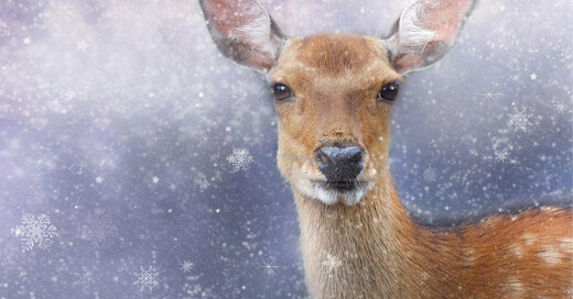 Reh, Winter, Schnee, Weihnachten, © Pixabay (Symbolbild)