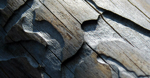 Borkenkäfer, Schädling, Wald, Holz, Forst, © Pixabay (Symbolbild)