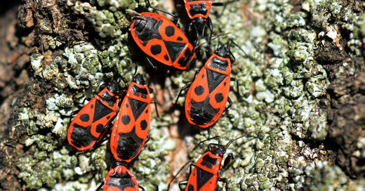 Feuerwanzen, Käfer, Insekten, © Pixabay (Symbolbild)