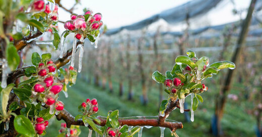Frost, Apfelblüte, Obstbaum, Landwirtschaft, © Benedikt Spether - dpa (Symbolbild)