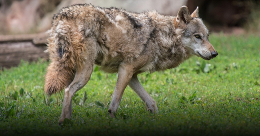 Wolf, Wildtier, © Wolfram Kastl - dpa (Symbolbild)