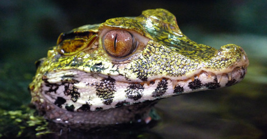 Kaiman, Krokodil, Reptil, © Pixabay (Symbolbild)