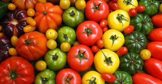 Tomaten, Gemüse, Ernährung, © Wolfgang Kumm - dpa