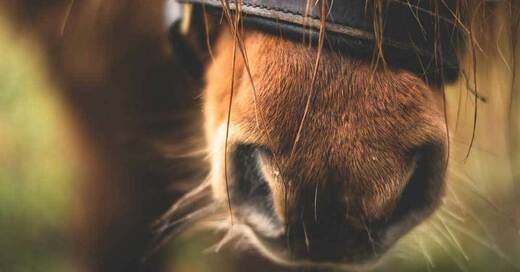 Pferd, Pony, © Pixabay (Symbolbild)