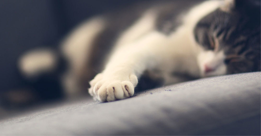 Katze, Pfote, Tier, © Pixabay (Symbolbild)