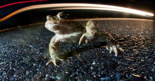 Krötenwanderung, Kröte, Frosch, © Patrick Pleul - dpa (Symbolbild)