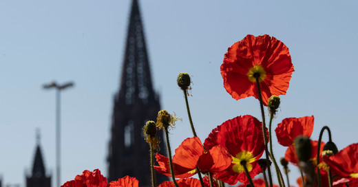 Mohn, Blüte, Blumen, Münster, Freiburg, © Patrick Seeger - dpa