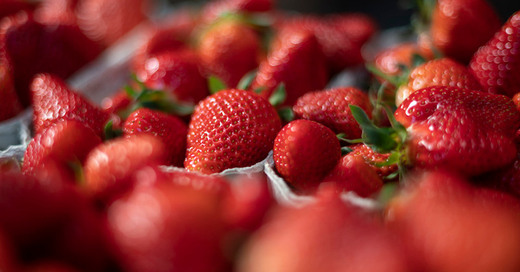 Erdbeeren, Schale, Landwirtschaft, Obstbauern, © Patrick Seeger - dpa