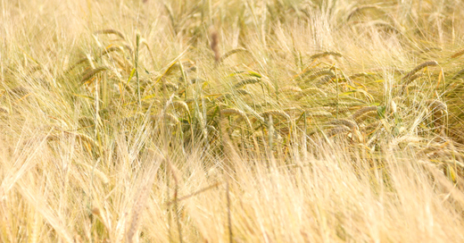 Getreide, Weizen, Landwirtschaft, © baden.fm (Symbolbild)