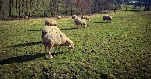 Schafe, Landiwirtschaft, Vieh, Weide, Frühling, © baden.fm (Symbolbild)