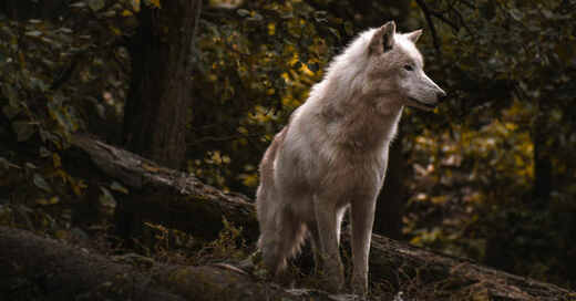Wolf, Rudel, Schwarzwald, © Pixabay (Symbolbild)