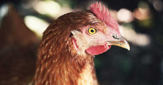 Huhn, Hühner, Geflügel, Nutztiere, Landwirtschaft, Tierhaltung, © Pixabay (Symbolbild)