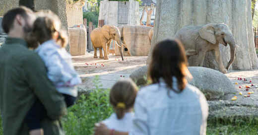 Zoo Basel, Zolli, Elefant, Tierpark, © Zoo Basel (Archivbild)